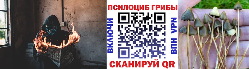 Галлюциногенные грибы Psilocybine cubensis  Малоярославец 